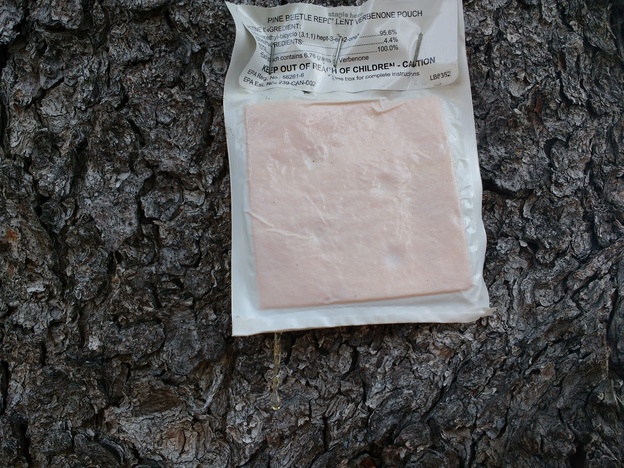 Packet stapled to tree