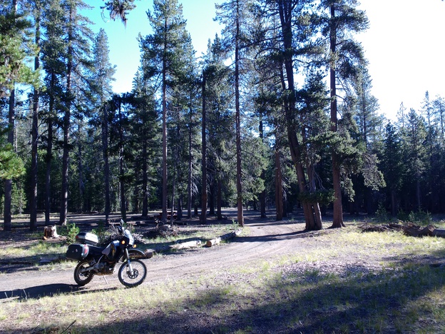 Motorcycle among tall trees