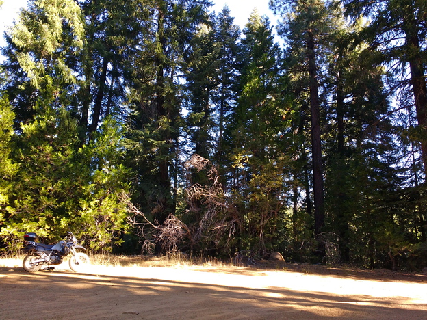Trees in Plumas National Forest