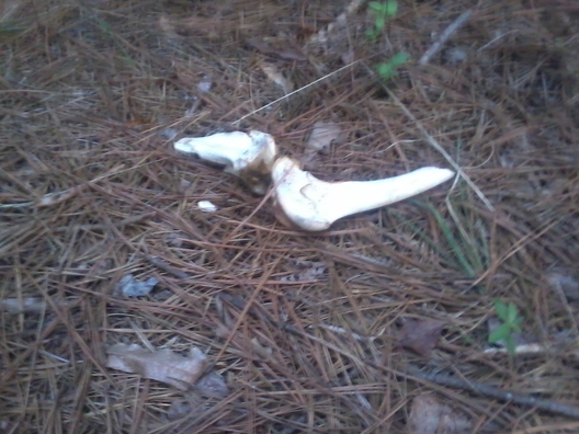 bones