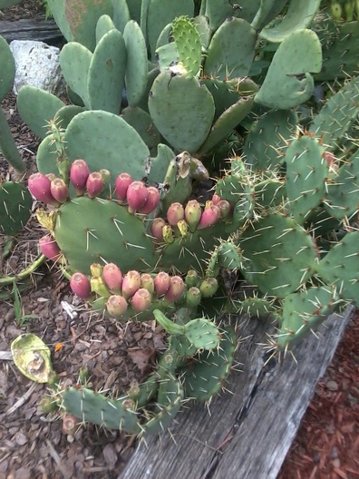 cactus