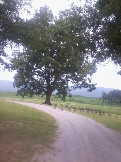 Duck and Geese