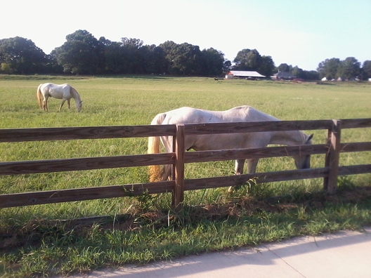 horsies